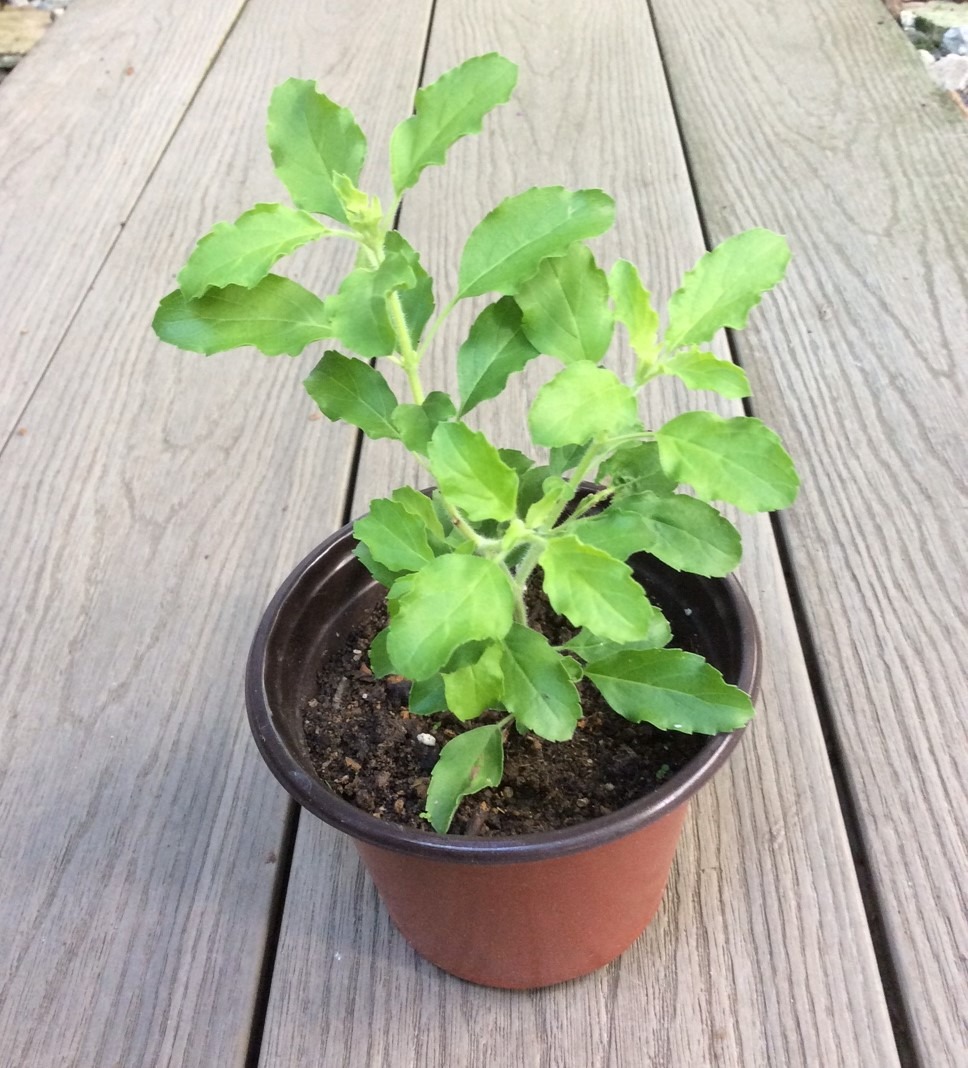 Tulsi (Holy Basil) Edible plant, Furniture & Home Living, Gardening