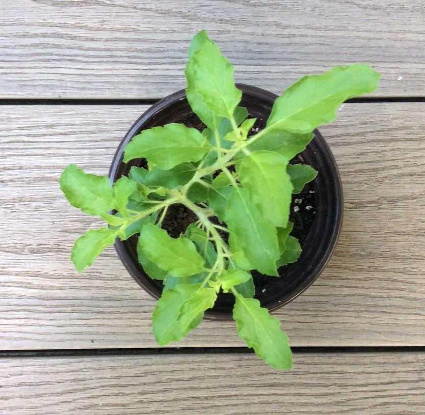 Tulsi (Holy Basil) Edible plant, Furniture & Home Living, Gardening