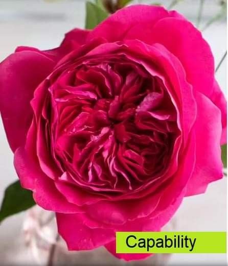 chanel rose flower