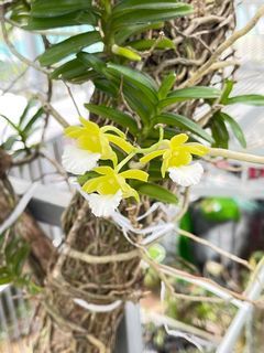 🪴 Christensonia vietnamica orchid plants