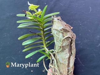 Christensonia Vietnamica orchid plant