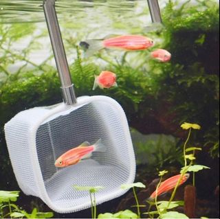 (Category: ) located in . Submitted by bioball (Listing ID 1255764147, Image 1). Description: .