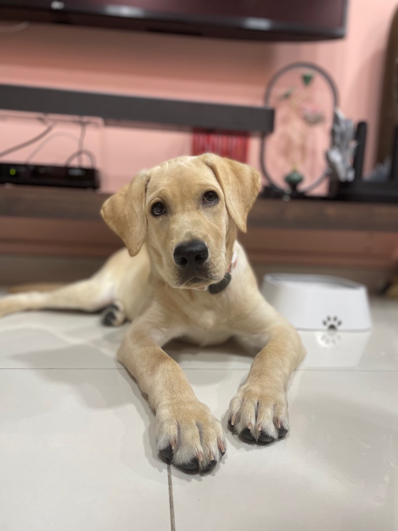 Pet grooming in the west, Lifestyle Services, Pet Care Services on