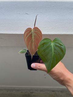 Philodendron Micans (Upon Purchase)