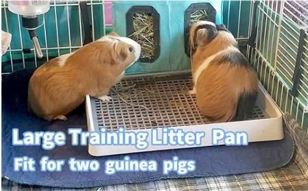 Guinea pig hot sale training litter box