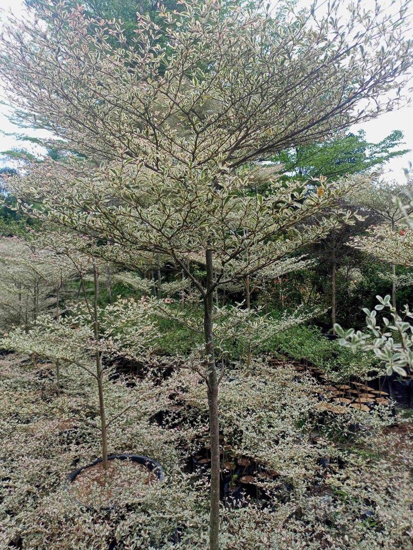6 ft Variegated African Talisay (Category: Plants & Seeds) located in Quezon City. Submitted by planttalkph (Listing ID 1214329245, Image 3). Description: 6 ft 3 layers.