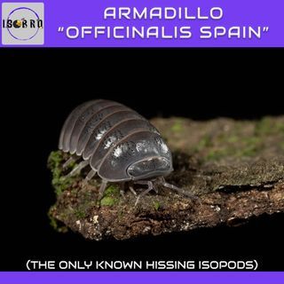 Armadillo Officinalis Spain Hissing Isopod — (Min 5pcs Frozen Pet Food Feeder)