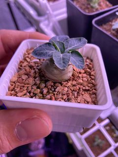 （分類：）位於 。 由 zero0796 提交（商品編號 1252409708，圖片 1）。簡介： 。