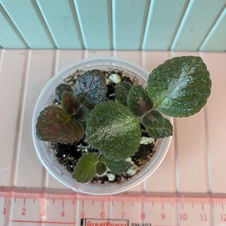 （分類：）位於 。 由 at.this_garden 提交（商品編號 1252487401，圖片 1）。簡介： 。