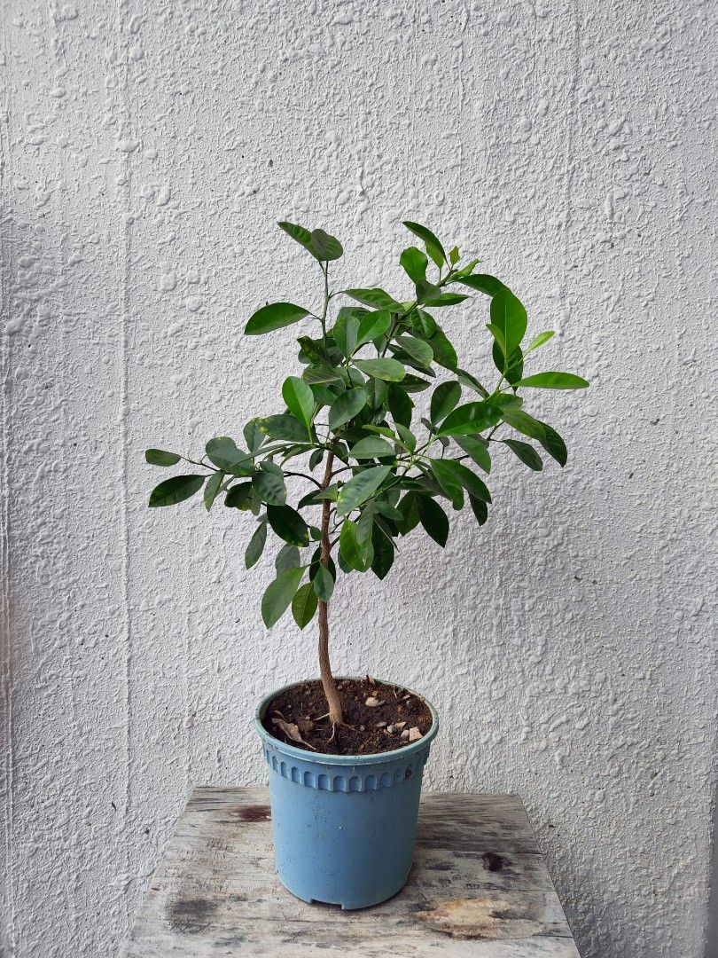 Kumquat sweet orange tree plant in pot edible vegetable plant cytros
