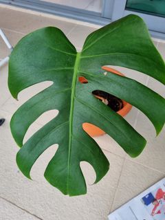 Reverted Monstera Albo with pot