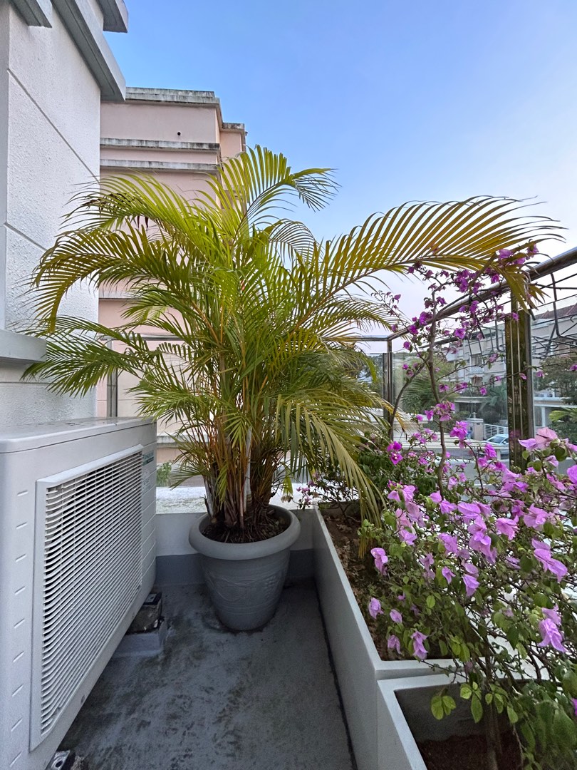 Palm tree, Furniture & Home Living, Gardening, Plants & Seeds on Carousell