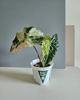 （分類：）位於 。 由 1plant_ 提交（商品編號 1240532977，圖片 1）。簡介： 。