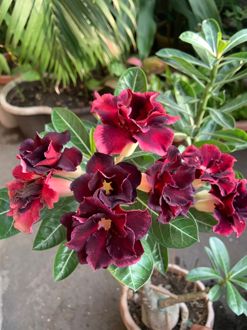 Adenium Grafted, Furniture & Home Living, Gardening, Plants & Seeds on ...