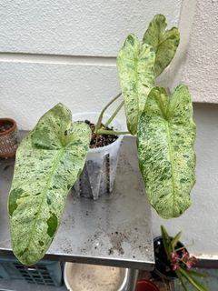Philodendron Paraiso Verde