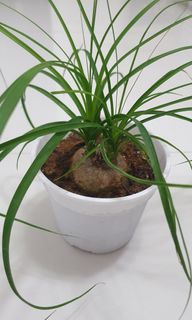 (Category: ) located in . Submitted by urban.cultivar (Listing ID 116886138, Image 1). Description: .