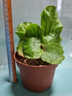Platycerium Neptune/ Staghorn Fern