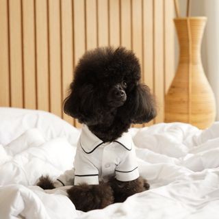 preloved pawlovin baju tidur piyama anjing kucing