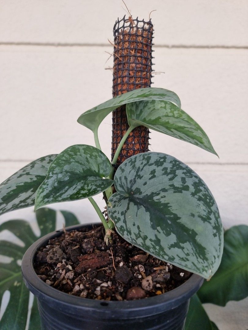 Scindapsus Silver lady, Furniture & Home Living, Gardening, Plants & Seeds  on Carousell