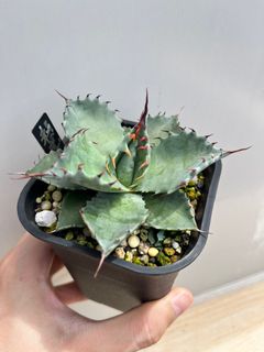 （分類：）位於 。 由 scourge_agave 提交（商品編號 1256096643，圖片 1）。簡介： 。