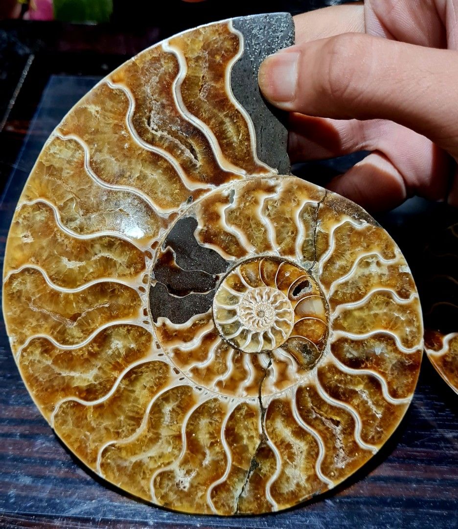 Ammonite Fossil (Category: Vintage Collectibles) located in Quezon City. Submitted by lobaman (Listing ID 1256043339, Image 1). Description: Ammonite Fossil.