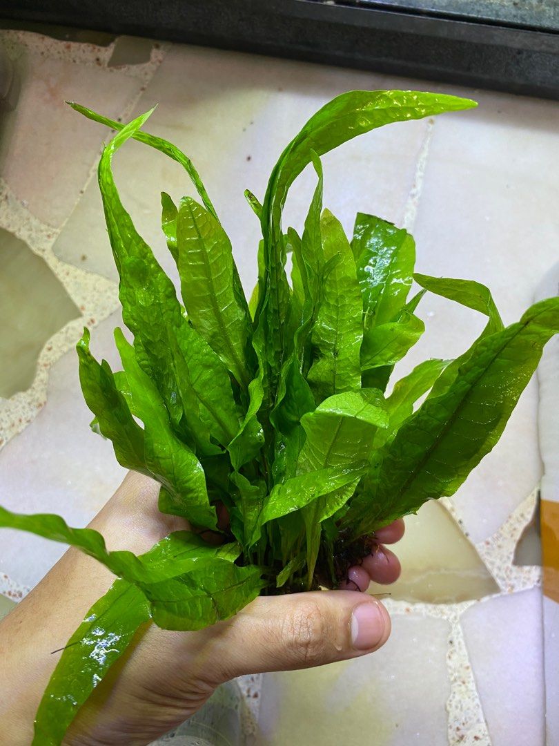 Aquatic plant Java fern, Furniture & Home Living, Gardening, Plants ...