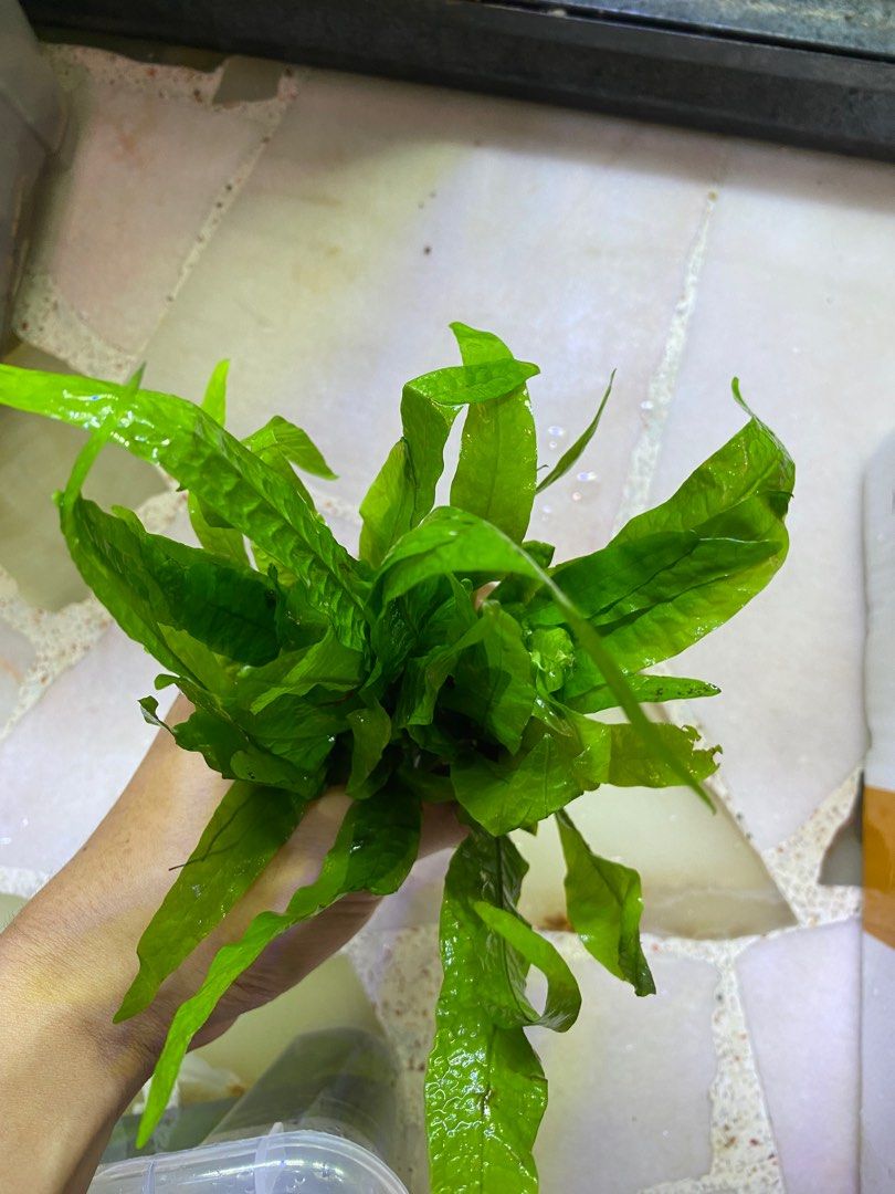 Aquatic plant Java fern, Furniture & Home Living, Gardening, Plants ...