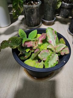 (Category: ) located in . Submitted by gl.plants (Listing ID 1256077202, Image 1). Description: .