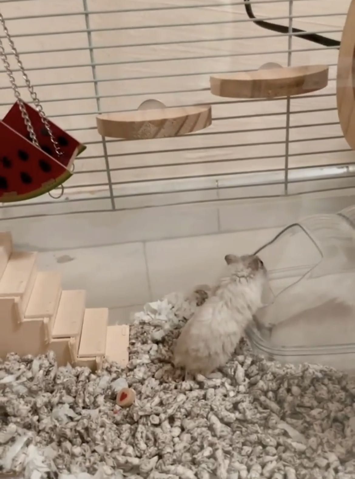 View of Hamster Cage bungalow, Pet Supplies, Homes & Other Pet Accessories on ...