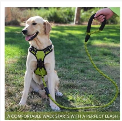Chew proof store dog harness