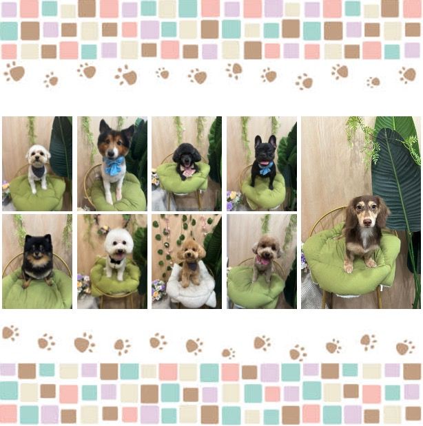 Pet GroomingSerangoon/ Kovan/ Hougang/ Seletar/ Sengkang/ Punggol (5