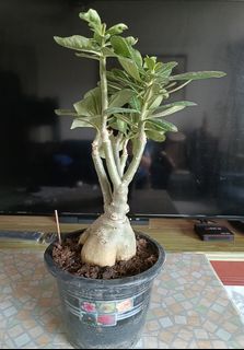 5 In 1 Multi Petal Adenium