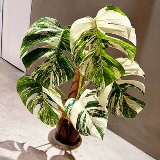 （分類：）位於 。 由 kay.dd 提交（商品編號 1256147159，圖片 1）。簡介： 。