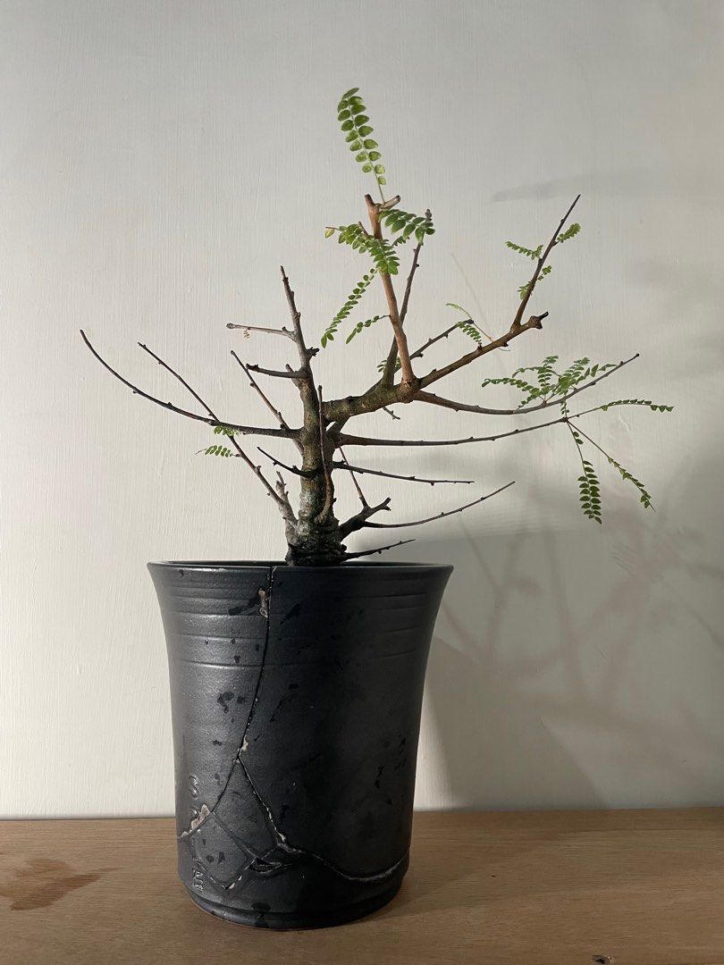 波部圭亮　陶器鉢 波部圭亮 陶器鉢