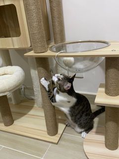 （分類：）位於 。 由 kimberlykk06 提交（商品編號 1256144742，圖片 1）。簡介： 。