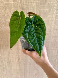 Anthurium Magnificum X Luxurians - super dark
