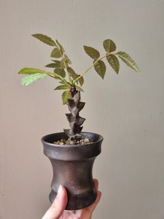 Beiselia mexicana caudex