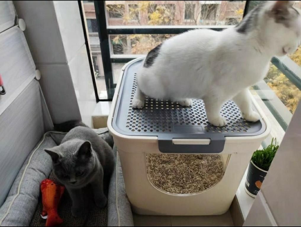 Ace jumbo litter box enclosure outlet