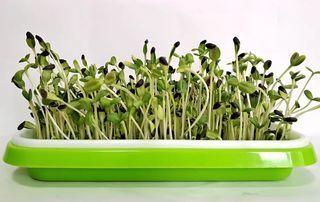 Microgreen seeds, Sunflower 油葵花子