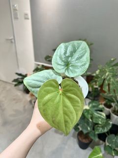 （分類：）位於 。 由 kay.dd 提交（商品編號 1256147333，圖片 1）。簡介： 。