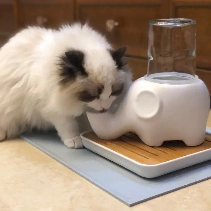Persian cat water bowl top