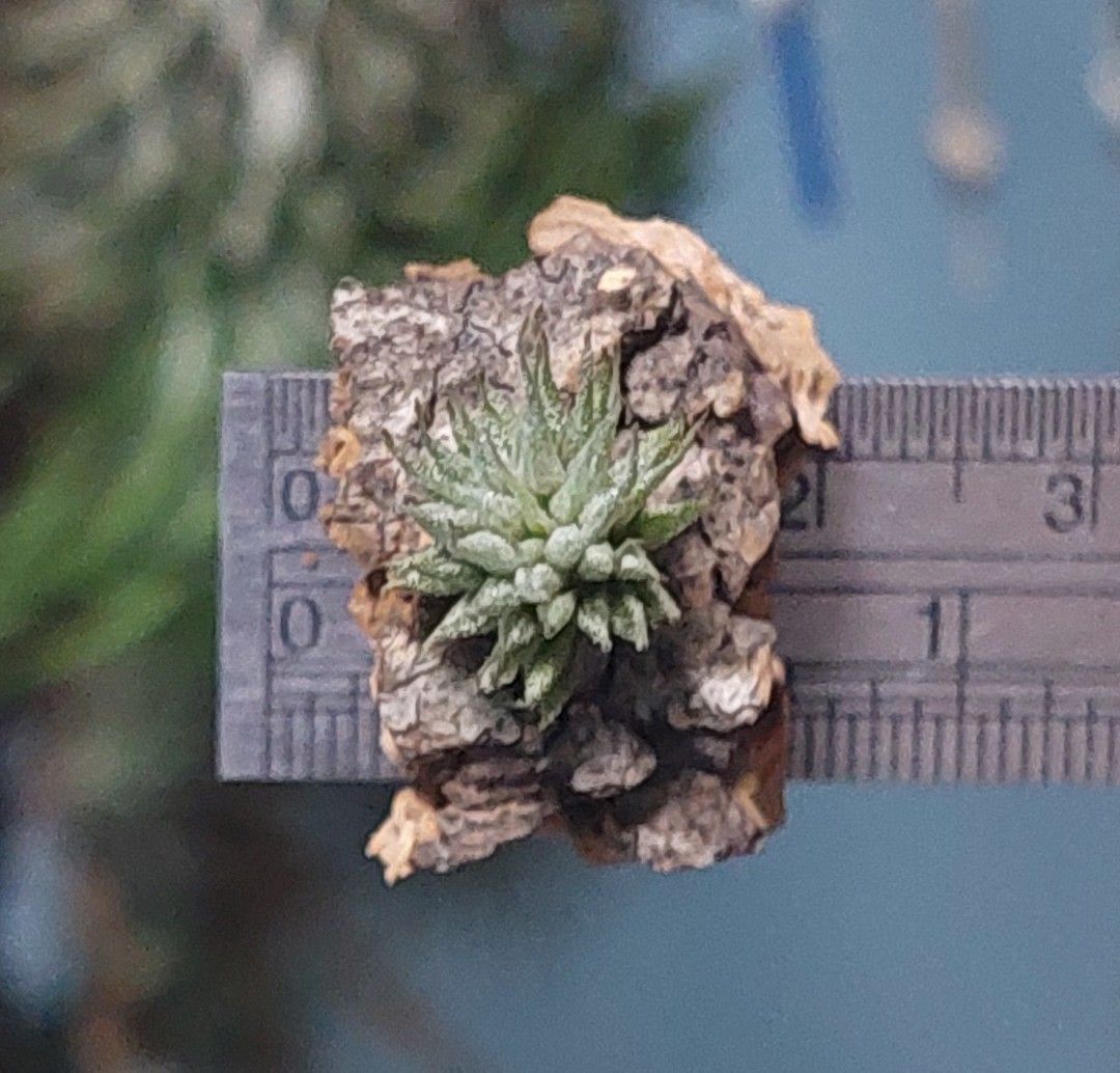 【現品】特大　ティランジア・ドゥラティ（チランジア・ドラティ）２R番 現品】特大 ティランジア・ドゥラティ（チランジア・ドラティ