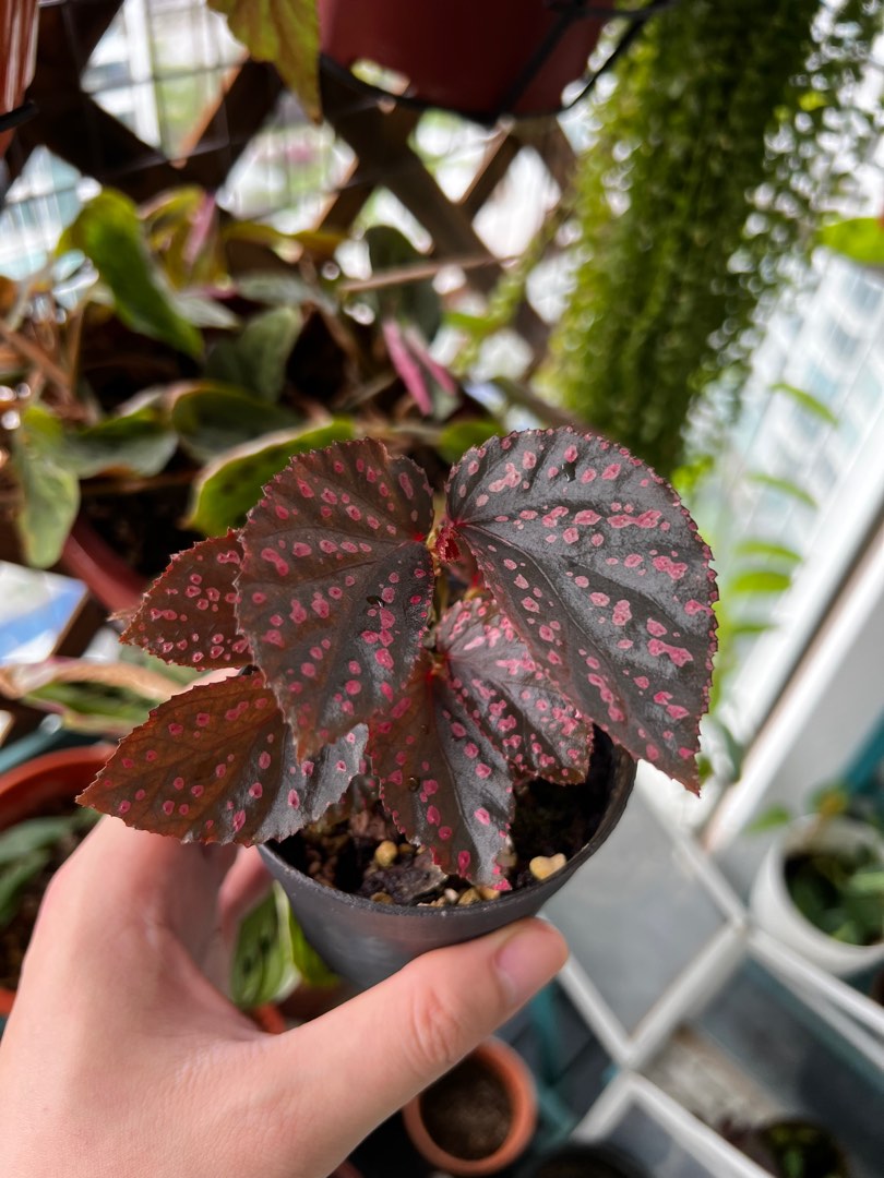 Begonia Sarikei, Furniture & Home Living, Gardening, Plants