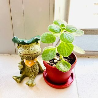 （分類：）位於 。 由 mayqbb 提交（商品編號 1252593164，圖片 1）。簡介： 。