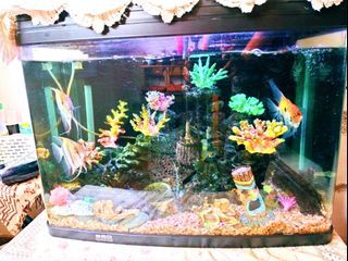 10 gallon fish tank themes