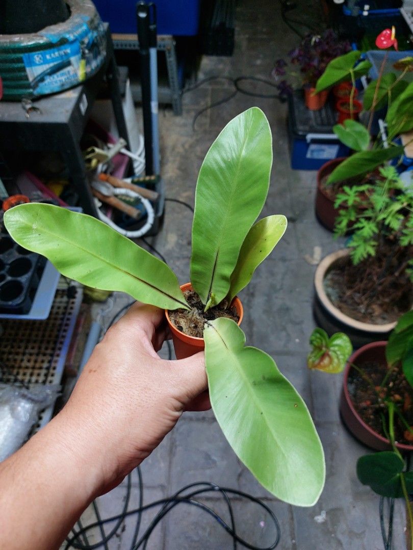 Pokok Paku Langsuyar or Asplenium nidus, Furniture & Home Living