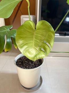 （分類：）位於 。 由 zooooo10 提交（商品編號 1256534214，圖片 1）。簡介： 。
