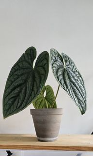 （分類：）位於 。 由 davidc6eung 提交（商品編號 1253320223，圖片 1）。簡介： 。