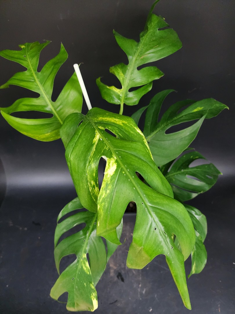 Epipremnum yellow flame aurea, Furniture & Home Living, Gardening, Plants &  Seeds on Carousell