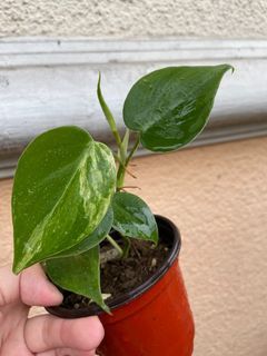 FOR SALE Variegated Philodendron Heart Leaf SUPER BUDGET FRIENDLY